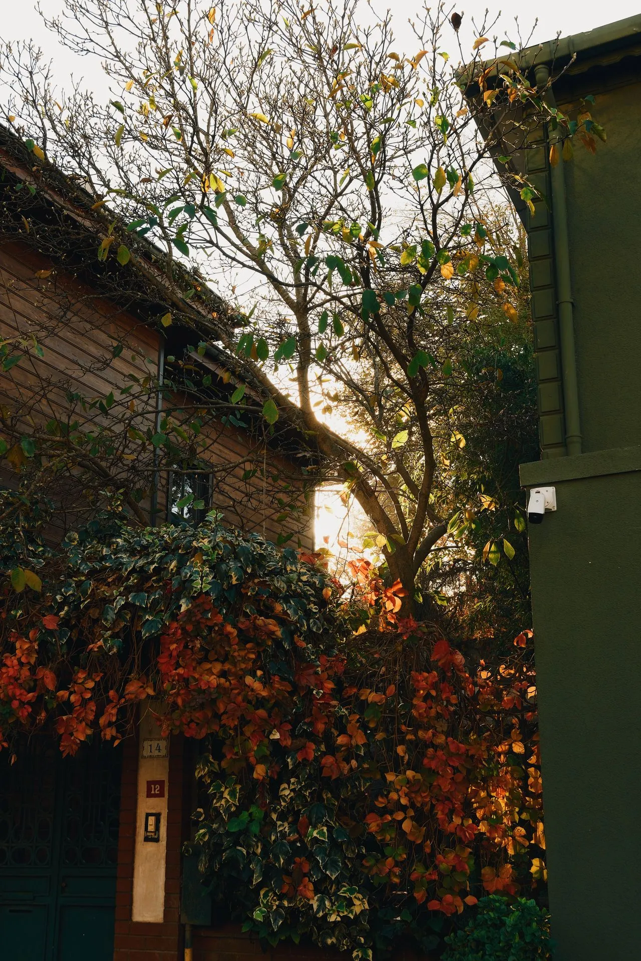 Garden wall and mature tree at sunset